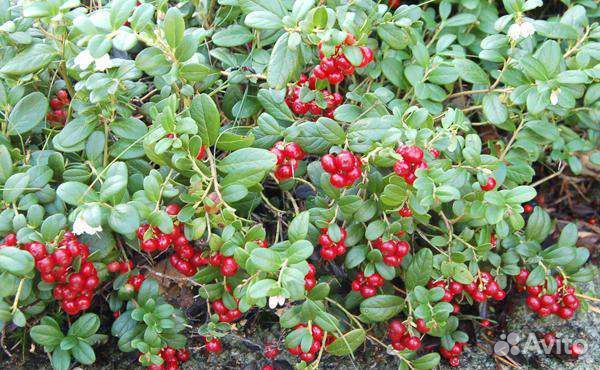 Брусника коралл 2 года