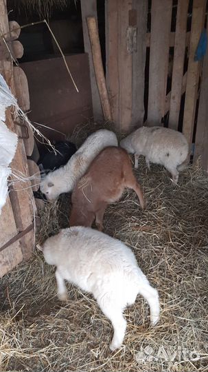 Овцы бараны ягнята помесь дорпера