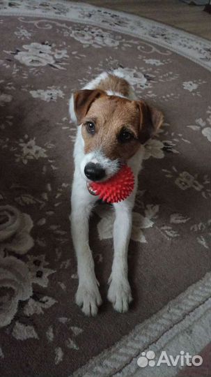 Парсон Рассел терьер