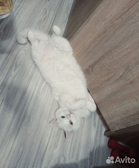 Кот в добрые руки