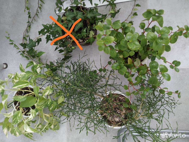 Хотиора, пеперомия,сциндапсус