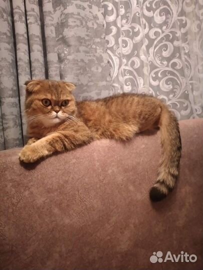 Отдам в добрые руки,кошечка,стерилизованная