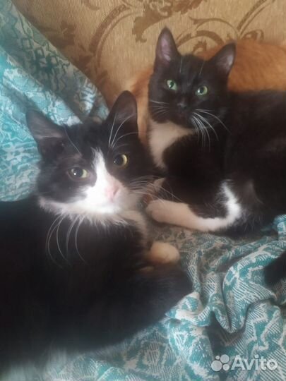 Котята выживают на даче