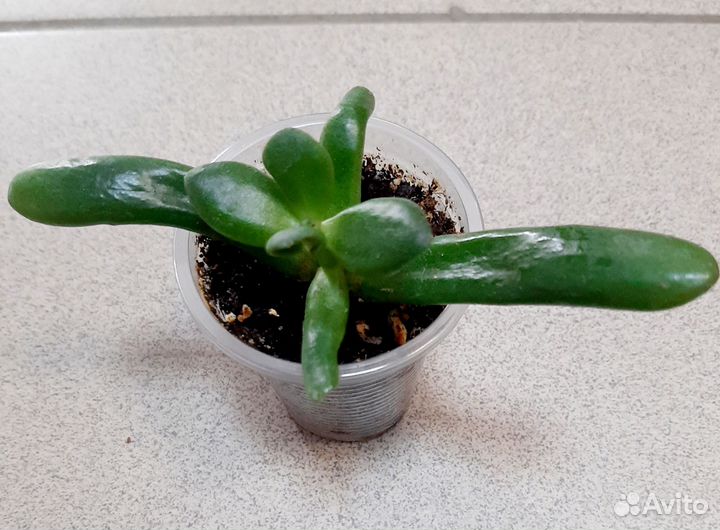 Филодендрон бразил. Комнатные цветы