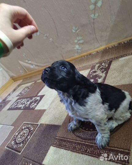 Щенки спаниеля