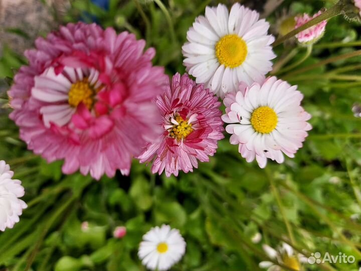 Садовые цветы