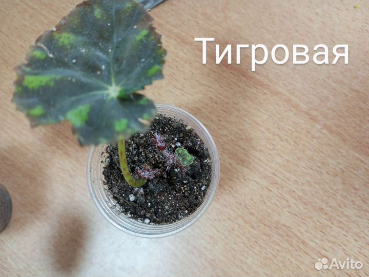 Бегония декоративно лиственная