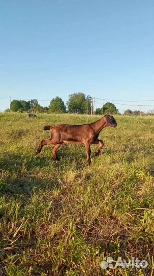 Козочки различные