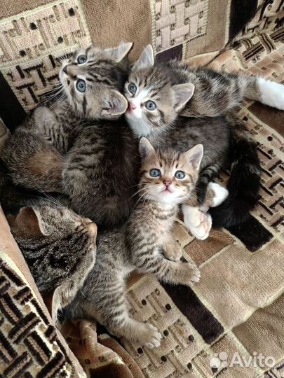 Кошки в добрые руки бесплатно