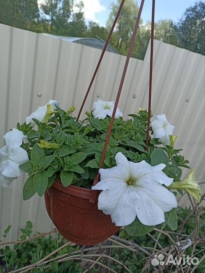 Петуния ампельная