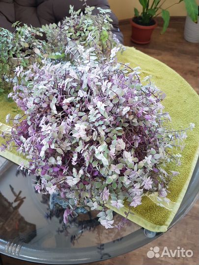 Комнатные растения