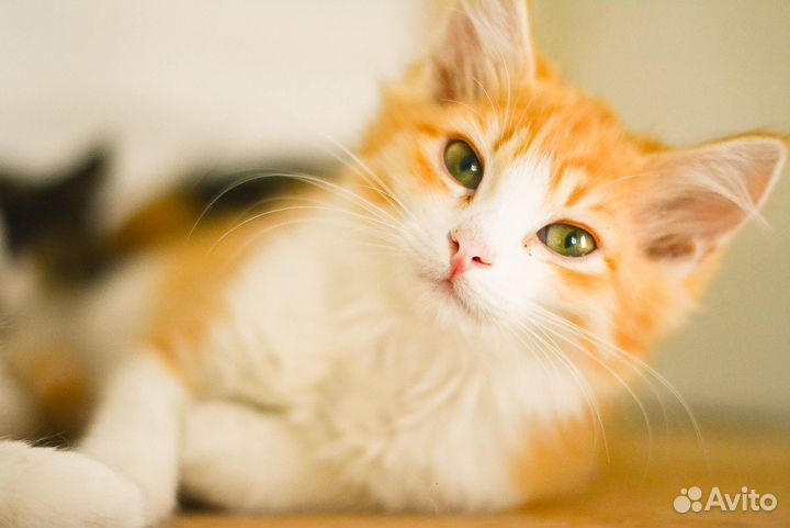 Пушистики котята