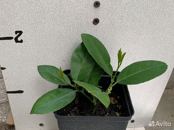 Лимон Пандероза