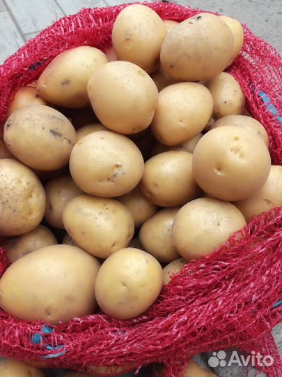 Картофель крупный