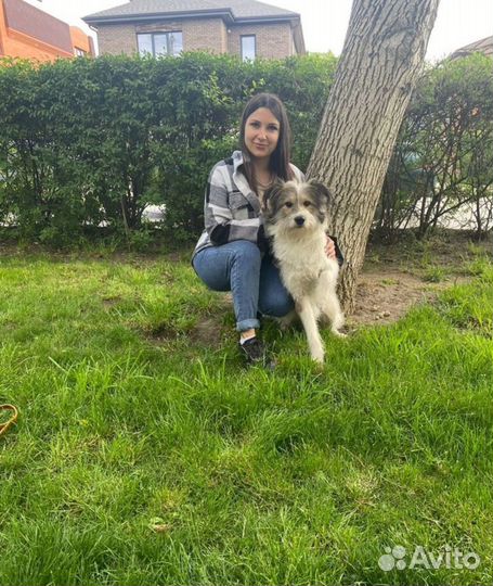 Дрессировка собак кинолог