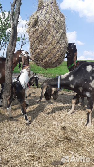 Рептух-кормушка-сетка для сена и поводок (чомбур)