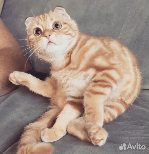 Шотландский кот вязка