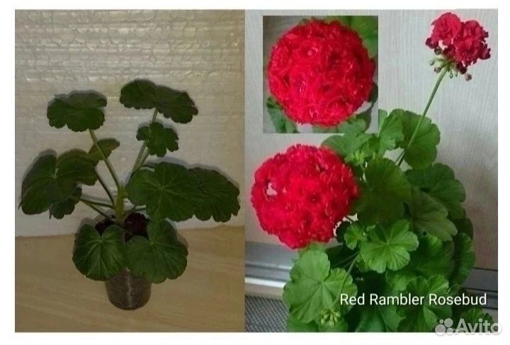 Пеларгония сортовая Red Rambler