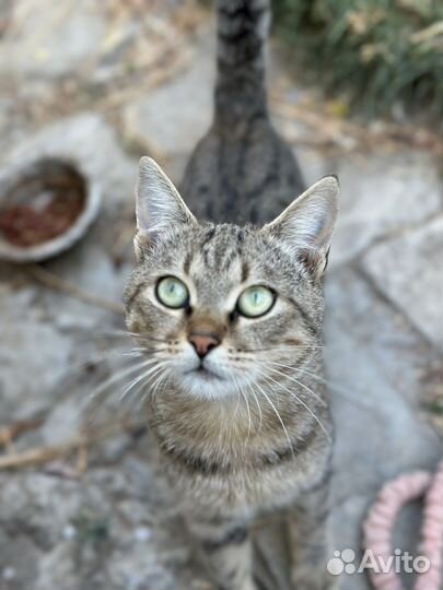 Кот в добрые руки