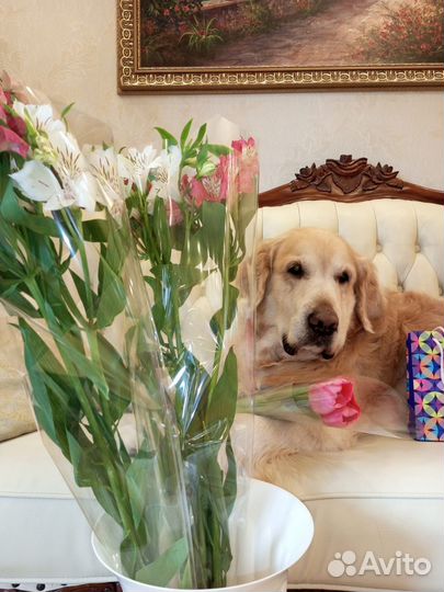 Вязка золотистого ретривера