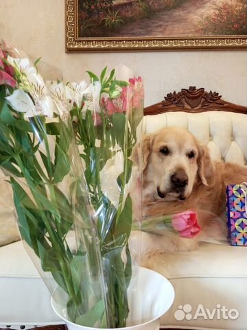 Вязка золотистого ретривера