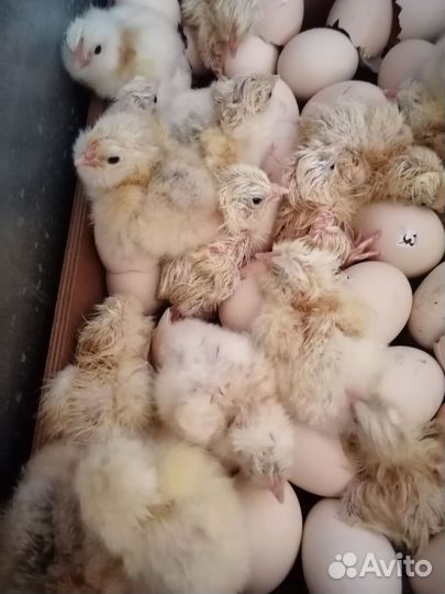 Фавероль, яйцо и цыплята