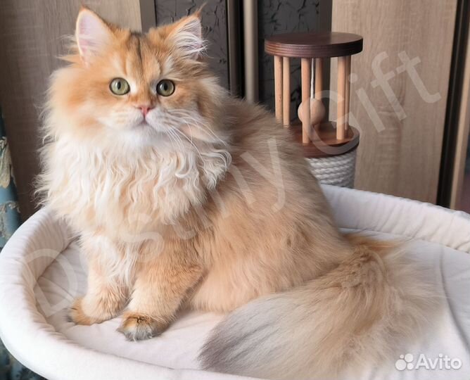 Золотая британская девочка