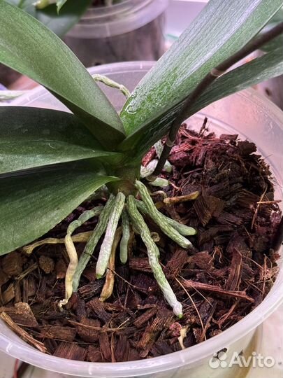 Орхидея фаленопсис