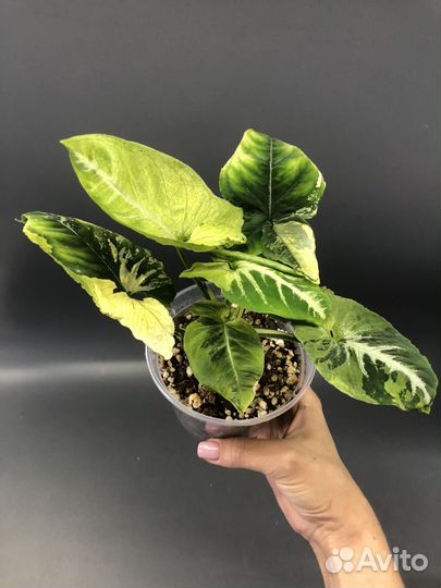 Яичница и Pink beauty lava marble