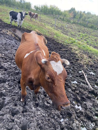 Продается корова