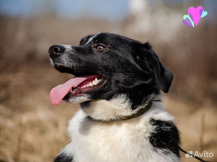 Собака Надежда, 1.5 года, добрая и ласковая