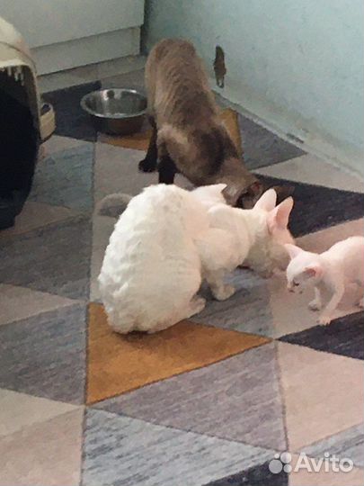 Бронь. Котята корниш- рекс