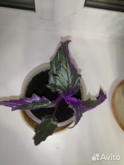 Цветок гинура