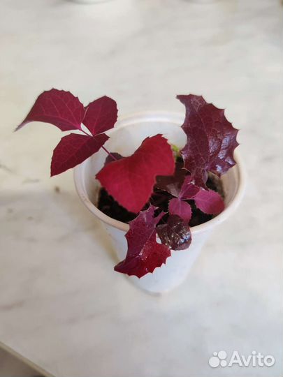 Саженцы, магония падуболистная