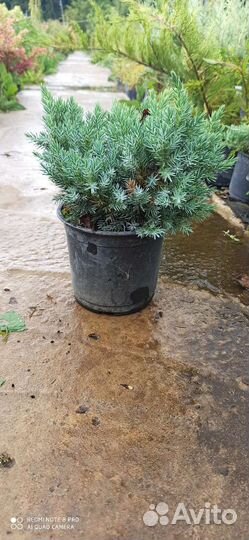 Можжевельник Блю стар