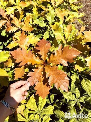 Саженцы Дуб красный(канадский)