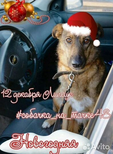 Собака в добрые руки отдам бесплатно