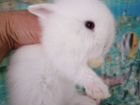 Кролики, карликовые пушистики объявление продам