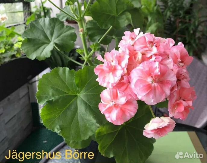 Пеларгония, черенки, читать описание