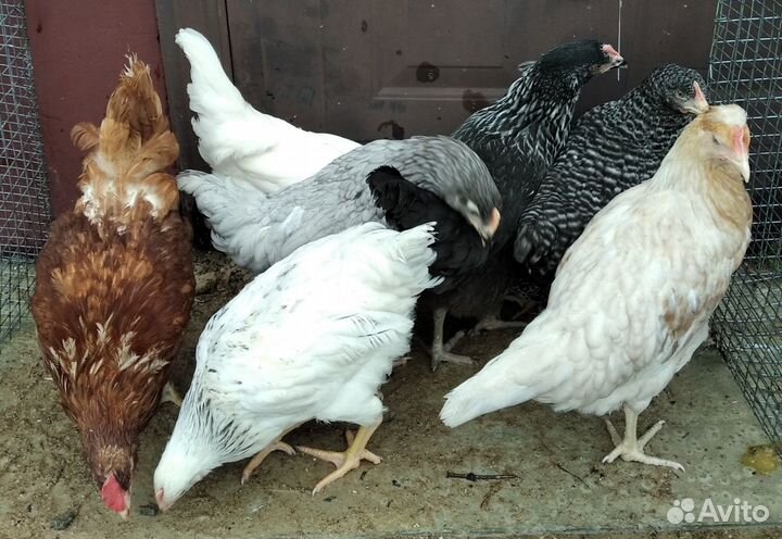 Куры несушки,петухи разн.пород.Цыплята бройлер