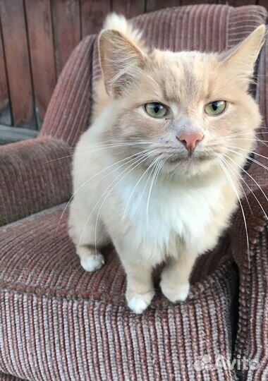 Отдам котика