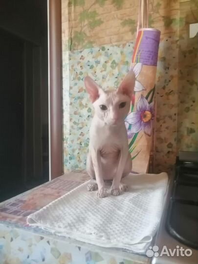 Донской сфинкс котята