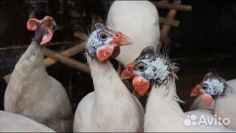 Цесарки