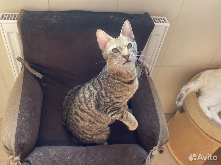 Чаузи котик Геракл