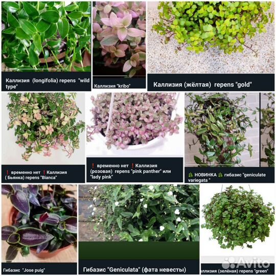 Традесканции Сортовые 90 сортов