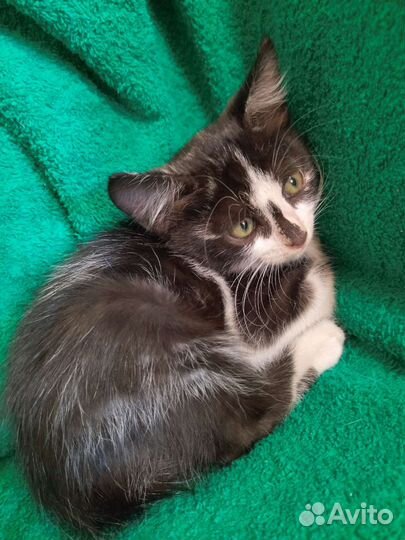 Котята