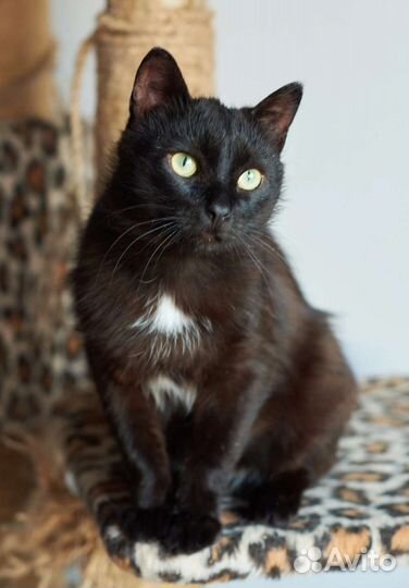 Васенька - лучший котик на свете