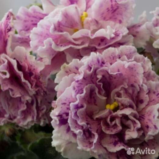 Сортовые фиалки