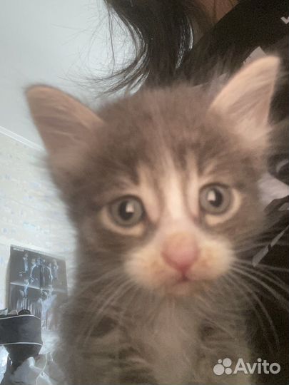 Котенок в добрые руки