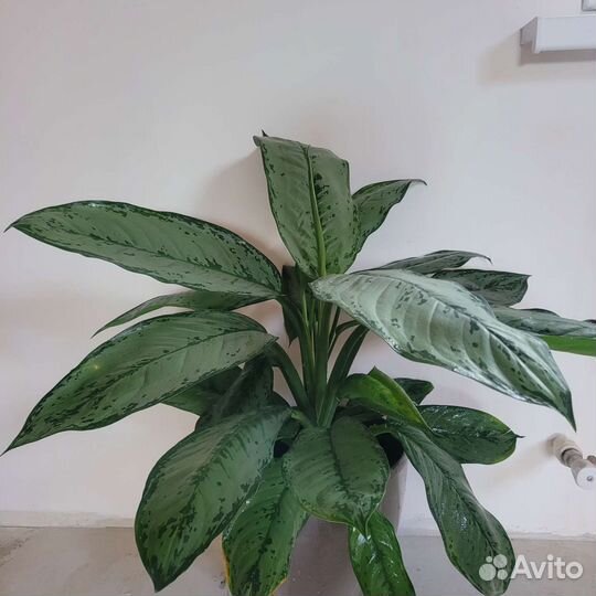 Аглаонема Комнатное растение